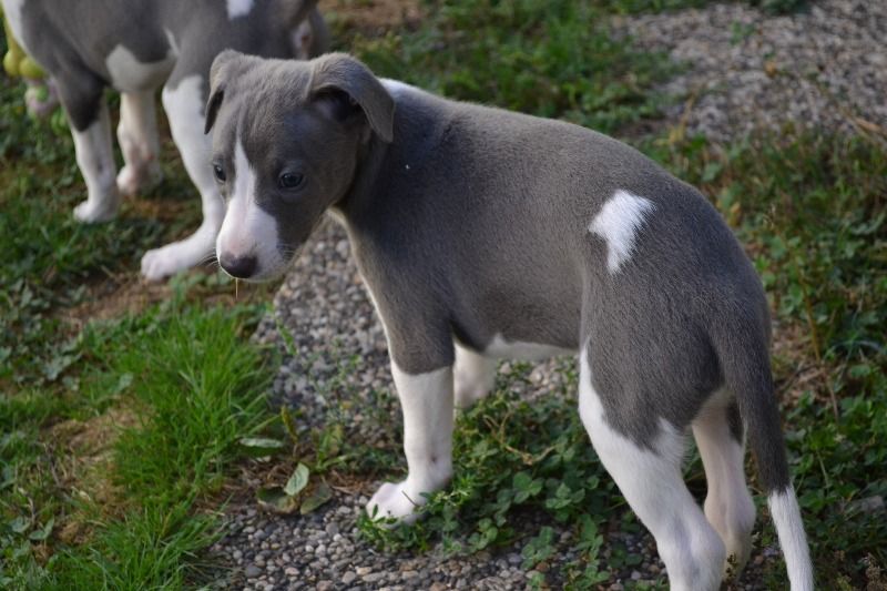 Horsewip Gold - Chiot disponible  - Whippet