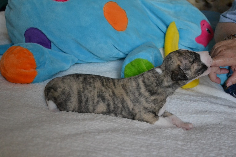 Horsewip Gold - Chiots disponibles - Whippet