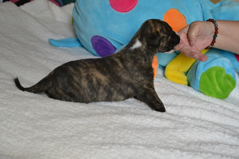 Horsewip Gold - Chiots disponibles - Whippet