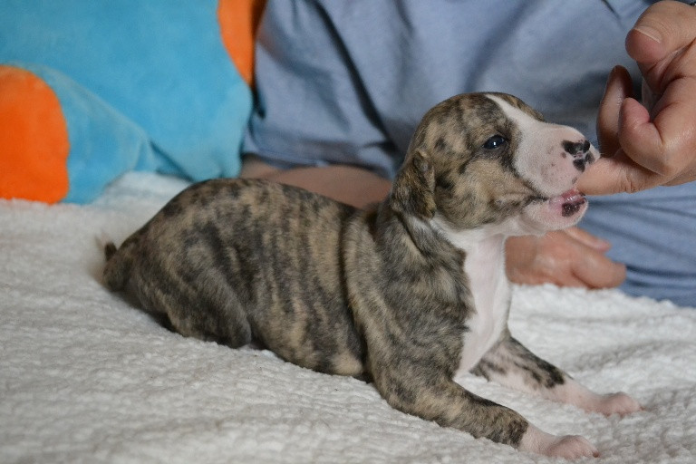 Horsewip Gold - Chiots disponibles - Whippet