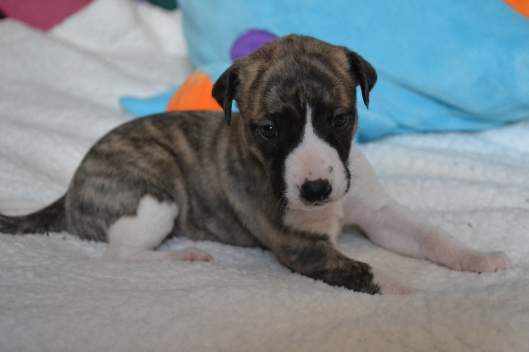Horsewip Gold - Chiots disponibles - Whippet