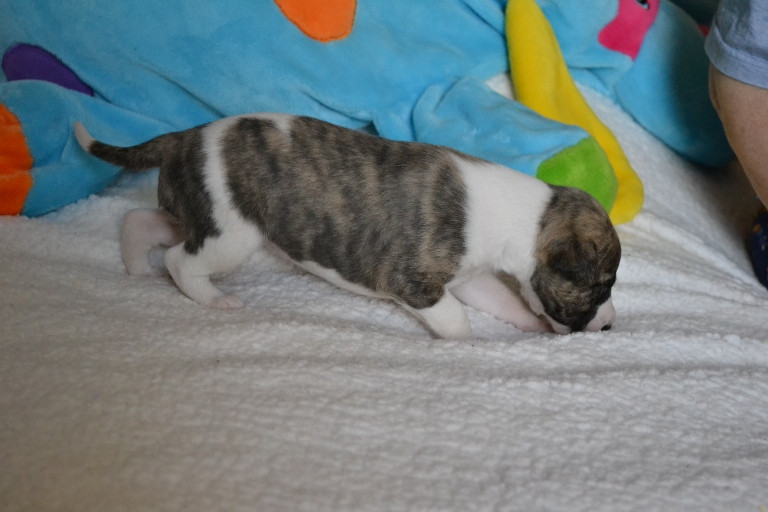 Horsewip Gold - Chiots disponibles - Whippet