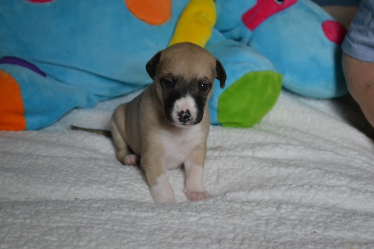 Horsewip Gold - Chiots disponibles - Whippet