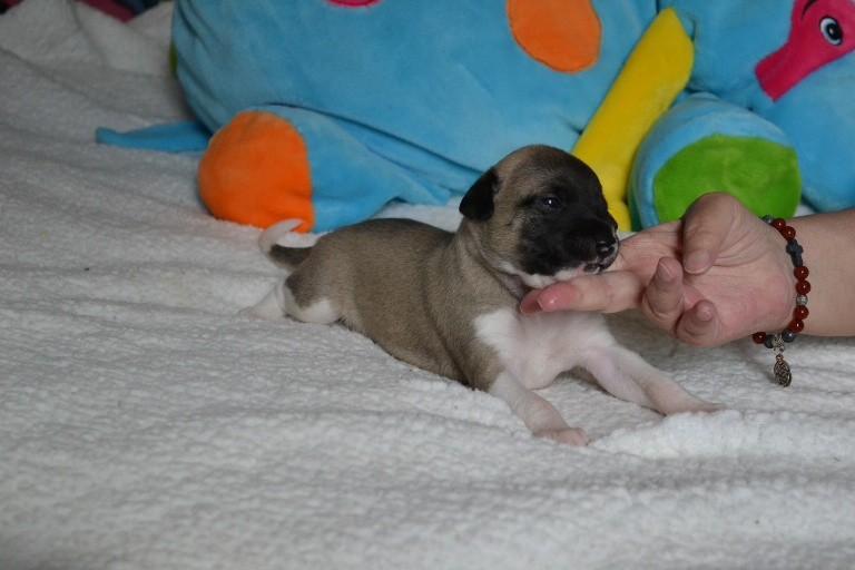 Horsewip Gold - Chiots disponibles - Whippet