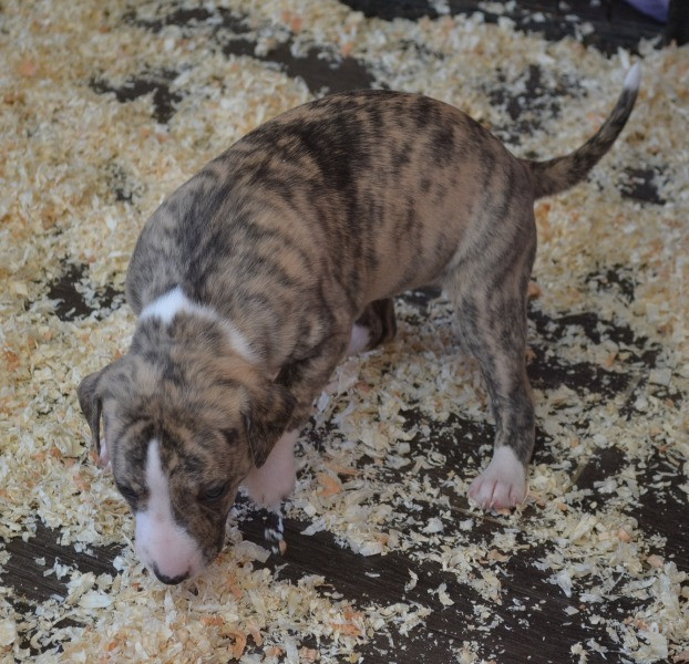 Horsewip Gold - Chiots disponibles - Whippet