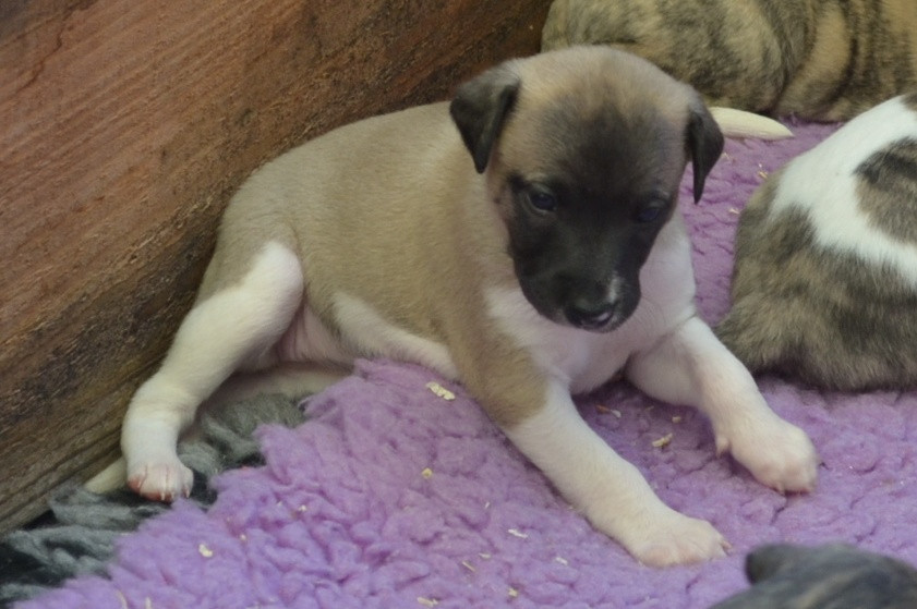 Horsewip Gold - Chiots disponibles - Whippet