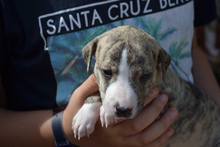 Horsewip Gold - Chiots disponibles - Whippet