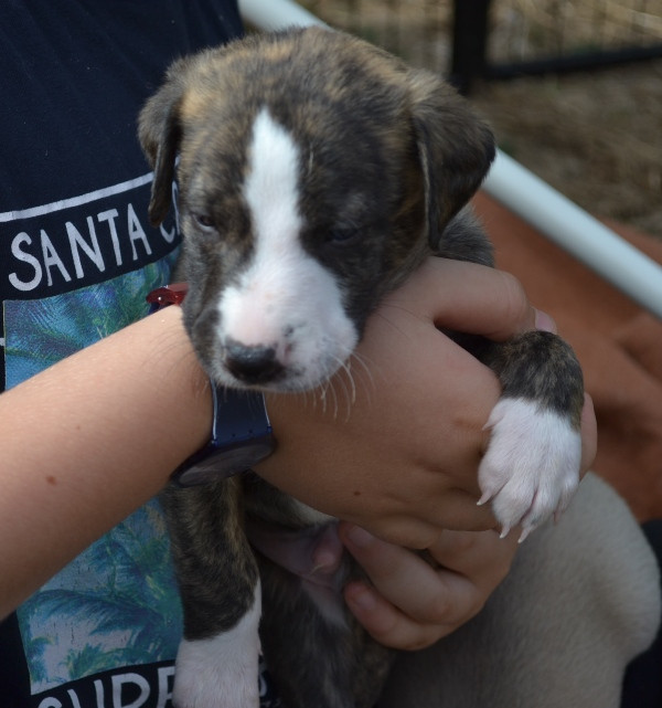 Horsewip Gold - Chiots disponibles - Whippet