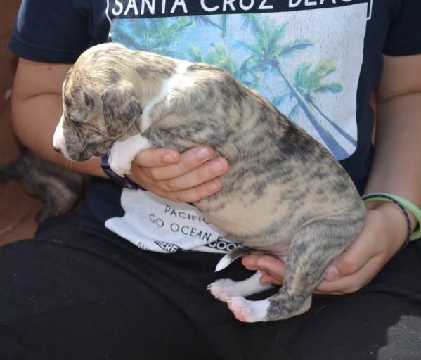 Horsewip Gold - Chiots disponibles - Whippet