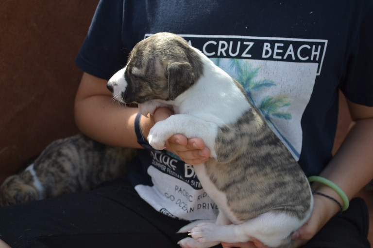 Horsewip Gold - Chiots disponibles - Whippet