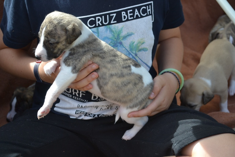 Horsewip Gold - Chiots disponibles - Whippet