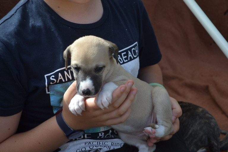 Horsewip Gold - Chiots disponibles - Whippet