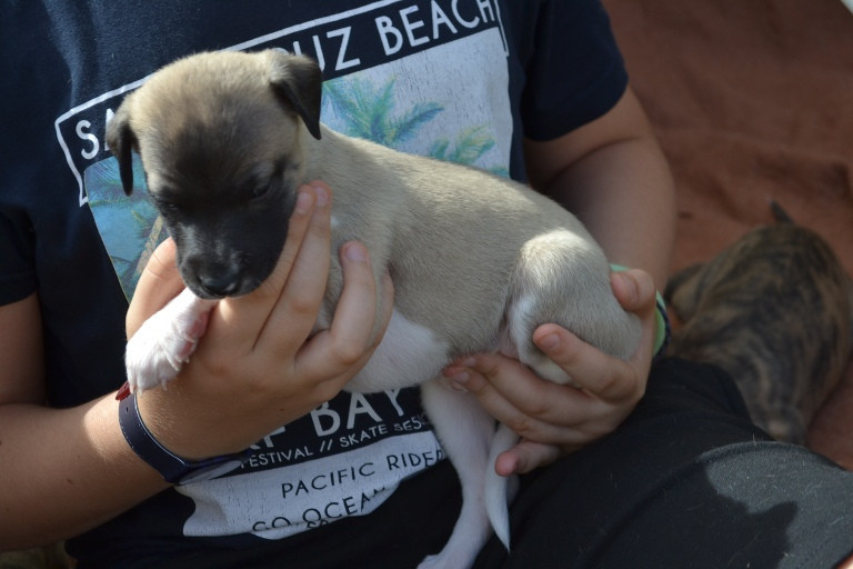 Horsewip Gold - Chiots disponibles - Whippet