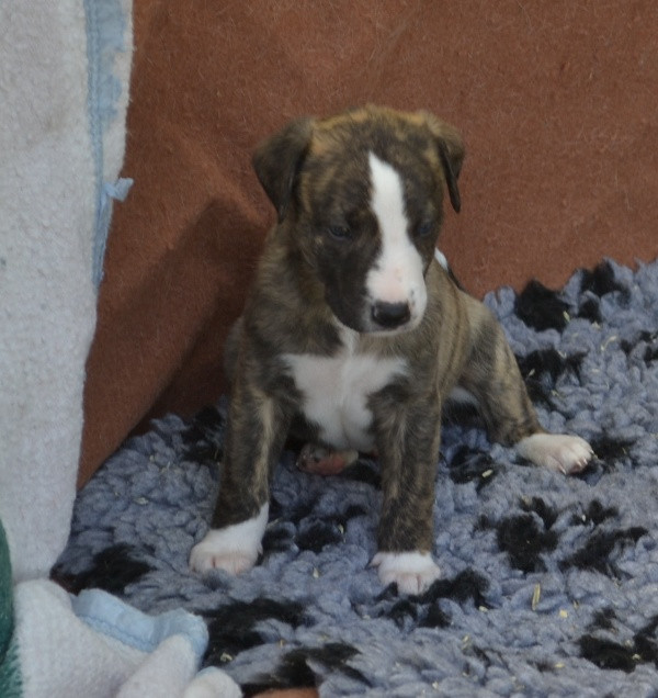 Horsewip Gold - Chiots disponibles - Whippet