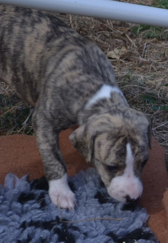 Horsewip Gold - Chiots disponibles - Whippet