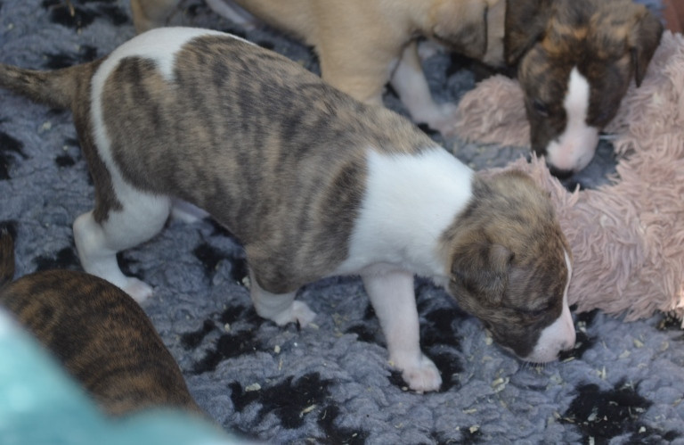 Horsewip Gold - Chiots disponibles - Whippet