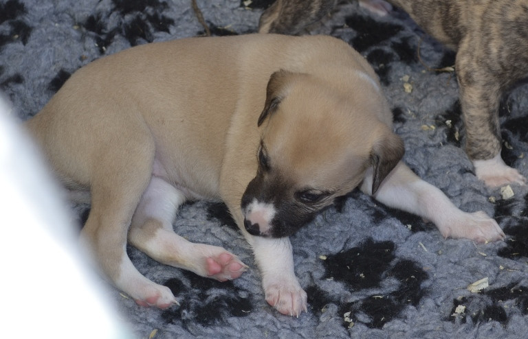 Horsewip Gold - Chiots disponibles - Whippet