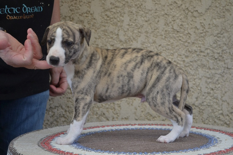 Horsewip Gold - Chiots disponibles - Whippet