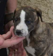 Horsewip Gold - Chiots disponibles - Whippet