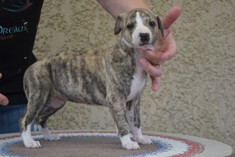 Horsewip Gold - Chiots disponibles - Whippet