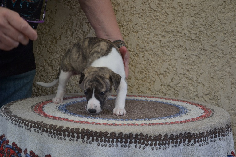 Horsewip Gold - Chiots disponibles - Whippet
