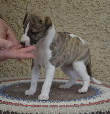 Horsewip Gold - Chiots disponibles - Whippet
