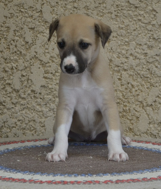 Horsewip Gold - Chiots disponibles - Whippet