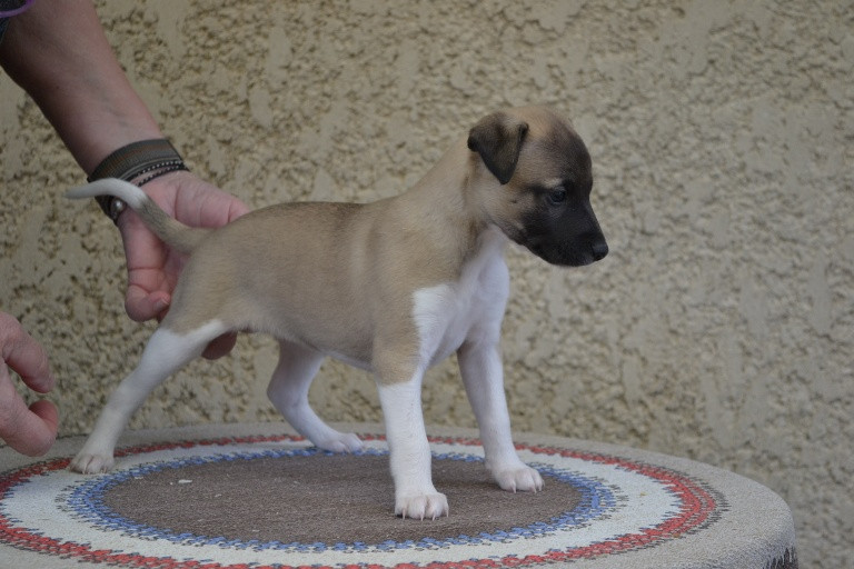 Horsewip Gold - Chiots disponibles - Whippet