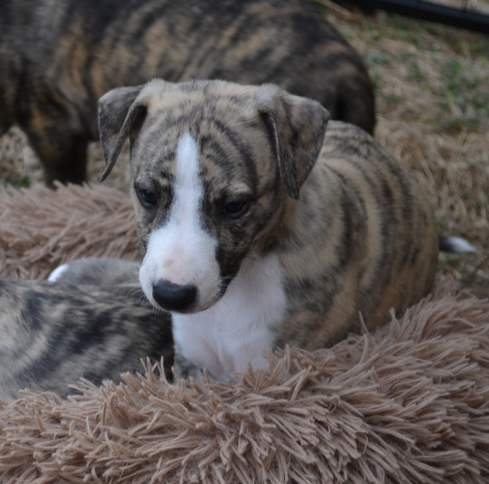 Horsewip Gold - Chiots disponibles - Whippet
