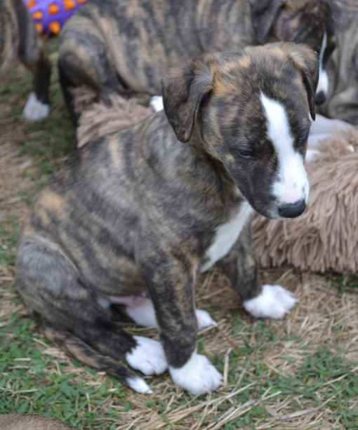 Horsewip Gold - Chiots disponibles - Whippet