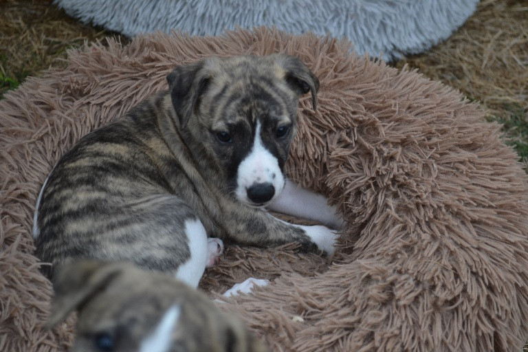 Horsewip Gold - Chiots disponibles - Whippet