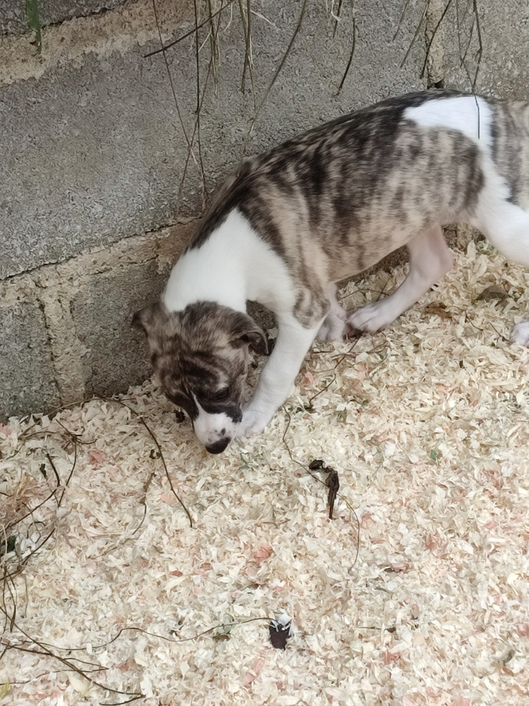 Horsewip Gold - Chiots disponibles - Whippet