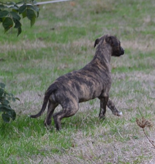 Horsewip Gold - Chiots disponibles - Whippet